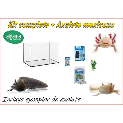 kit completo + axalote mexicano